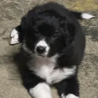 “Gus”, a male Australian Shepherd and Border Collie for sale in Montpelier, VT – Photo 1 of 7
