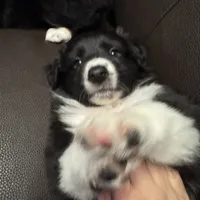 “Gus”, a male Australian Shepherd and Border Collie for sale in Montpelier, VT – Photo 4 of 7