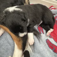 “Gus”, a male Australian Shepherd and Border Collie for sale in Montpelier, VT – Photo 2 of 7