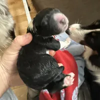 “Gus”, a male Australian Shepherd and Border Collie for sale in Montpelier, VT – Photo 3 of 7