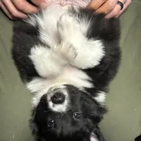 “Gus”, a male Australian Shepherd and Border Collie for sale in Montpelier, VT – Photo 7 of 7