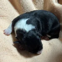 “Gus”, a male Australian Shepherd and Border Collie for sale in Montpelier, VT – Photo 6 of 7