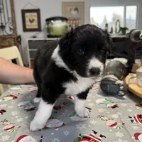 “Gus”, a male Australian Shepherd and Border Collie for sale in Montpelier, VT – Photo 5 of 7