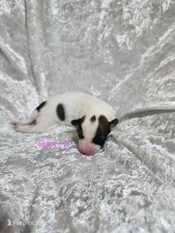 Girl  2 – Papillon puppy for sale in Mountain City, TN