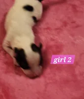 Girl 2, a female Papillon for sale in Mountain City, TN – Photo 2 of 8