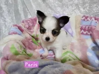 Girl 2 Paris, a female Papillon for sale in Mountain City, TN – Photo 2 of 10