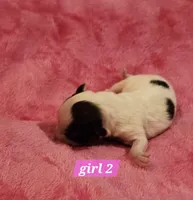 Girl 2, a female Papillon for sale in Mountain City, TN – Photo 3 of 8