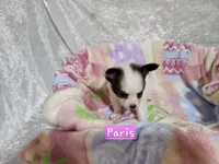 Girl 2 Paris, a female Papillon for sale in Mountain City, TN – Photo 6 of 10