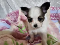 Girl 2 Paris, a female Papillon for sale in Mountain City, TN – Photo 1 of 10