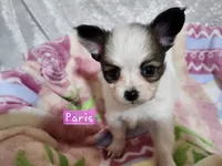 Girl 2 Paris, a female Papillon for sale in Mountain City, TN – Photo 3 of 10