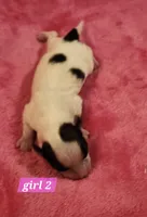 Girl 2, a female Papillon for sale in Mountain City, TN – Photo 5 of 8