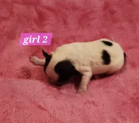 Girl 2, a female Papillon for sale in Mountain City, TN – Photo 1 of 8