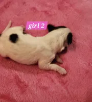 Girl 2, a female Papillon for sale in Mountain City, TN – Photo 7 of 8