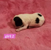 Girl 2, a female Papillon for sale in Mountain City, TN – Photo 6 of 8