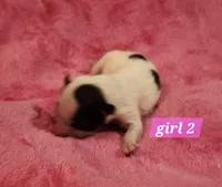 Girl 2, a female Papillon for sale in Mountain City, TN – Photo 4 of 8