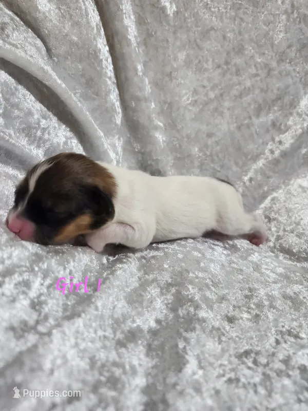 Girl 1 – Papillon puppy for sale in Mountain City, TN