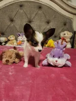 Girl  2, a female Papillon for sale in Mountain City, TN – 7 of 8