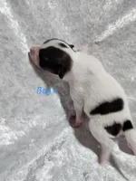 Boy 2, a male Papillon for sale in Mountain City, TN – 5 of 6
