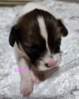 Girl 1, a female Papillon for sale in Mountain City, TN – 3 of 10