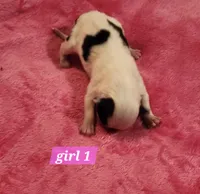 Girl 1, a male Papillon for sale in Mountain City, TN – Photo 1 of 10