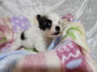 Girl 1 Daisy, a female Papillon for sale in Mountain City, TN – Photo 4 of 8