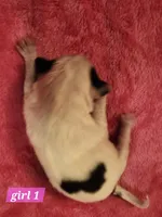 Girl 1, a male Papillon for sale in Mountain City, TN – Photo 5 of 10