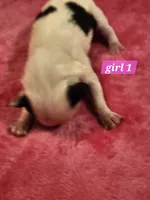 Girl 1, a male Papillon for sale in Mountain City, TN – Photo 4 of 10