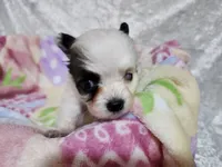 Girl 1 Daisy, a female Papillon for sale in Mountain City, TN – Photo 2 of 8