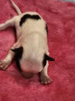 Girl 1, a male Papillon for sale in Mountain City, TN – Photo 8 of 10