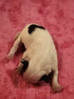 Girl 1, a male Papillon for sale in Mountain City, TN – Photo 7 of 10