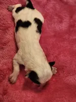 Girl 1, a male Papillon for sale in Mountain City, TN – Photo 10 of 10