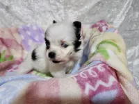 Girl 1 Daisy, a female Papillon for sale in Mountain City, TN – Photo 6 of 8