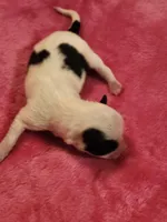 Girl 1, a male Papillon for sale in Mountain City, TN – Photo 6 of 10