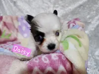 Girl 1 Daisy, a female Papillon for sale in Mountain City, TN – Photo 3 of 8