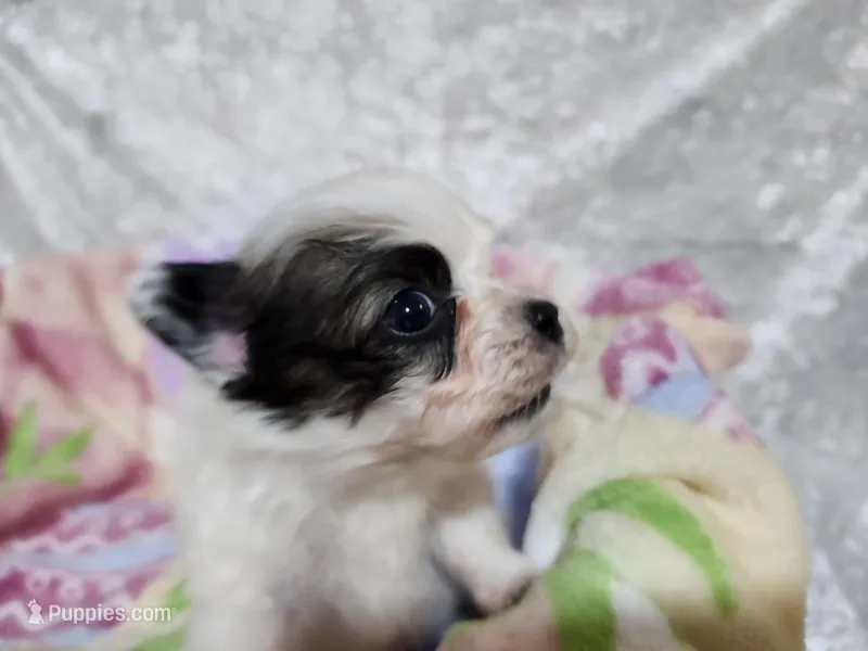 Girl 1 Daisy – Papillon puppy for sale in Mountain City, TN