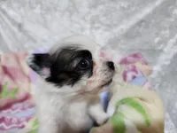 Girl 1 Daisy, a female Papillon for sale in Mountain City, TN – Photo 1 of 8