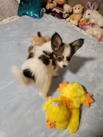 Boy 3, a male Papillon for sale in Mountain City, TN – 4 of 10