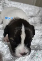 Boy 1, a male Papillon for sale in Mountain City, TN – 3 of 10