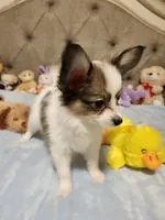 Boy 3, a male Papillon for sale in Mountain City, TN – 7 of 10