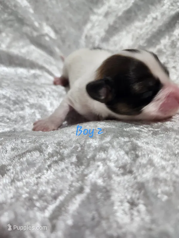 Boy 2 – Papillon puppy for sale in Mountain City, TN