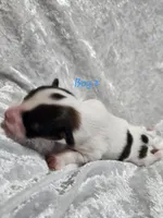 Boy 2, a male Papillon for sale in Mountain City, TN – 6 of 6