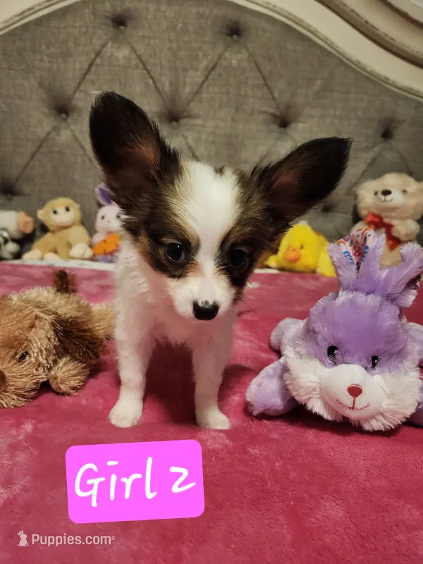 Girl  2 – Papillon puppy for sale in Mountain City, TN