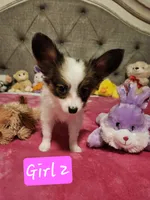 Girl  2, a female Papillon for sale in Mountain City, TN – 1 of 8