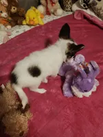 Girl  2, a female Papillon for sale in Mountain City, TN – 6 of 8