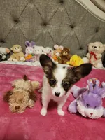 Girl  2, a female Papillon for sale in Mountain City, TN – 8 of 8