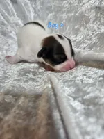 Boy 2, a male Papillon for sale in Mountain City, TN – 4 of 6