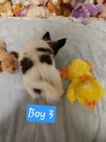Boy 3, a male Papillon for sale in Mountain City, TN – 3 of 10