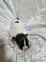 Boy 1, a male Papillon for sale in Mountain City, TN – 6 of 6