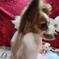 Sable, a female Papillon for sale in Mountain City, TN – Photo 5 of 10