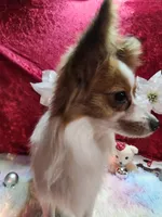 processed/a4c7719a-8c1c-40f6-a437-e244a32b941a/listing/46438ba7-b190-4702-b5d8-73a65c5b88aa/1cefae59-fba7-40b3-a3a8-1088a5569799